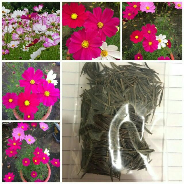 200 hạt hoa sao nhái mix