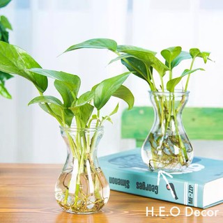 Lọ hoa thủy tinh mini EVELYN trồng cây thủy sinh trang trí phòng khách, bàn trà 350 ml - LH045