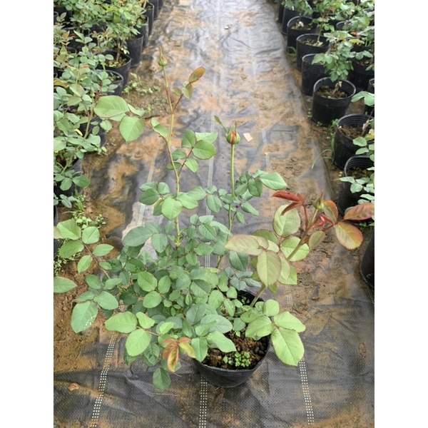 Cây hoa hồng bụi Flamingo, cây nguyên chậu cao 50-60cm. thienan22916
