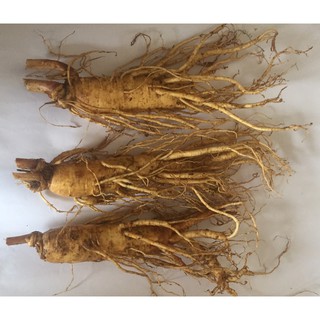 Sâm tươi Hàn Quốc 3 củ= 0,5kg nhân sâm 6 năm Hàn Quốc, nhân sâm tươi, PP Sâm Yến 3A