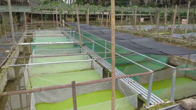 Tráng nuôi ốc nhồi mới nở - 2x1x1