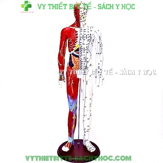 Mô hình châm cứu và giải phẫu 65cm