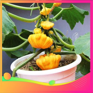 Hạt Giống Bí Đĩa Bay - 10 Hạt [ Tặng bộ dụng cụ làm vườn Mini 3 món ] VIETGAR