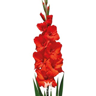 10 củ giống hoa lay ơn hoa màu đỏ