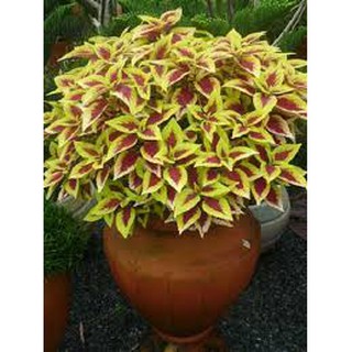 Cây lá gấm nhiều màu sắc