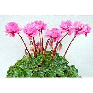 Hạt giống hoa anh thảo mix F1 - 10 hạt