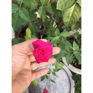 Hồng cổ quế siêng hoa