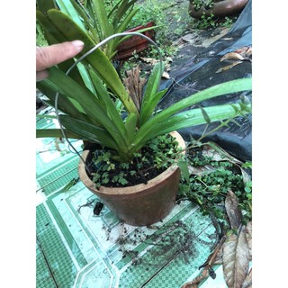kiếm lùn mặt hoa xổ số