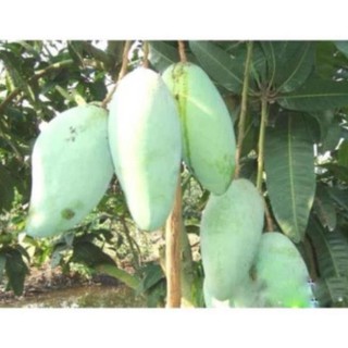 Cây Xoài Thái