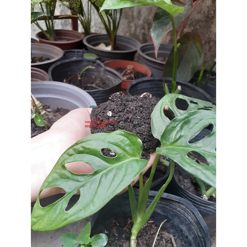 Đất Uơm Cây Con  Mấu Chốt Tạo Nên Cây Con Khỏe Mạnh