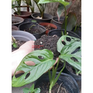 [ưu đãi] 5kg đất ươm cây hữu cơ