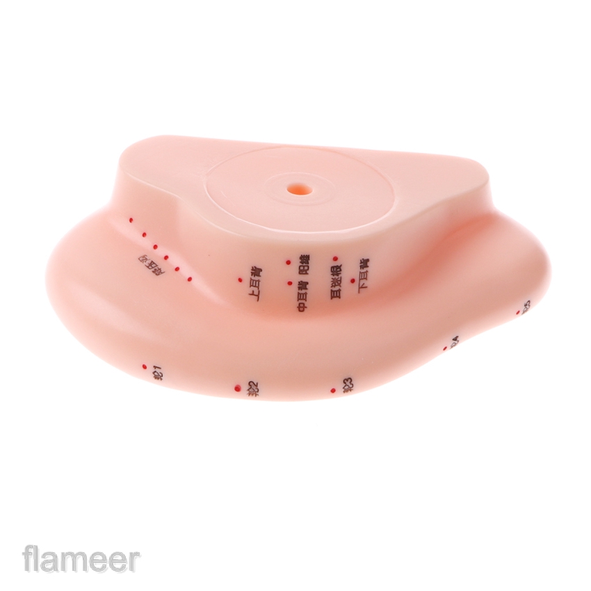 Mô hình tai người 13cm tập châm cứu bấm huyệt cho ngành y tế