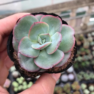 Sen Đá Cánh Bướm Xanh | Xuất xứ Đà Lạt | Dễ trồng dễ chăm