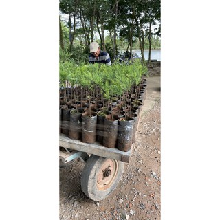 Cây Giống Thủy Tùng