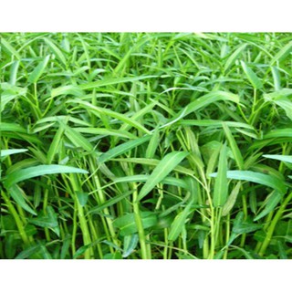 Hạt giống rau MUỐNG CAO SẢN