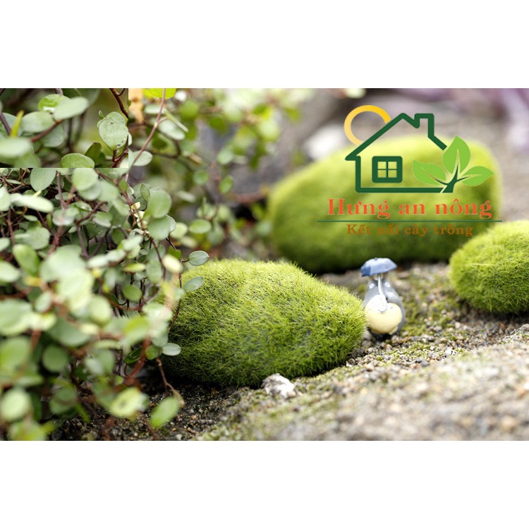 TT103- RÊU HÒN ĐÁ - size 3cm, 6cm, 8cm Có thể sử dụng trong môi trường nước, dùng trang trí tiểu cảnh