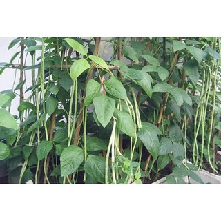 Đậu Đũa Hạt Đen RĐ 667 ( 100 g)