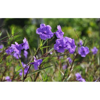 [Cây công trình] - Combo 10 cây hoa Chiều Tím, cây Nhất Xinh - Trang Flowers