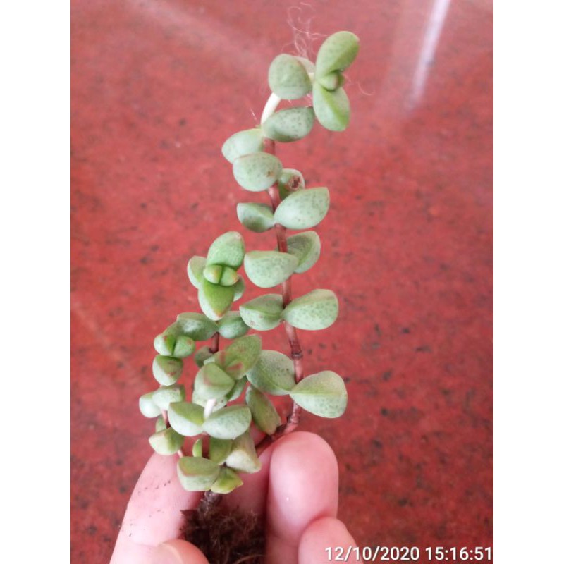 Sen đá hiếm crussala