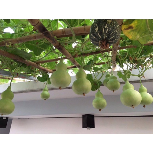 Hạt Giống Bầu Hồ Lô Cao Sản Phú Nông Cho Trái To- Gói 1gr (HPN-050)