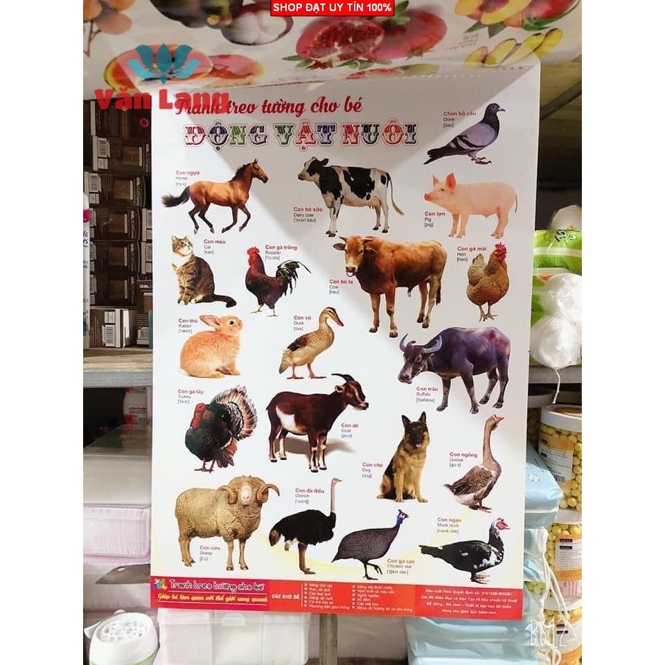 Bộ Tranh treo tường, Học song ngữ, học bảng chữ cái 12 Chủ đề kích thước 40 x 60 cm