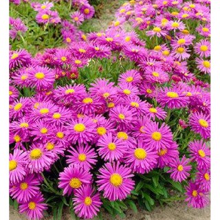 Combo 3 gói hạt giống cúc thạch thảo hồng - TẶNG 1 gói phân bón