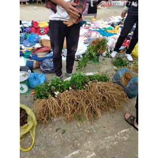 sâm Đương Quy tươi Lai Châu