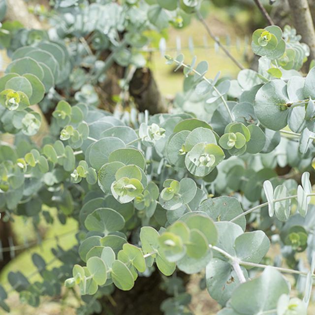 Chậu cây Khuynh Diệp - Đô La Bạc - Bạch Đằng cảnh - SilverDollar Tree - Eucalyptus cinerea