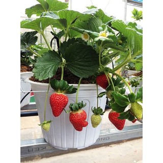 Dâu Tây Hana chịu nhiệt cây trồng cấy mô chậu ổn định cây trung