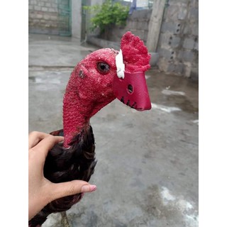 Rọ mõm cho gà chiến 1 chiếc