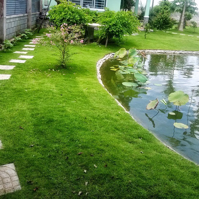 Hạt giống có nhung Nhật 10gr