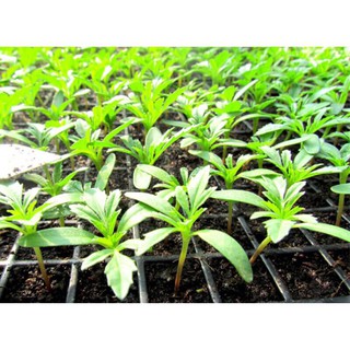 20 hạt giống cúc vạn thọ