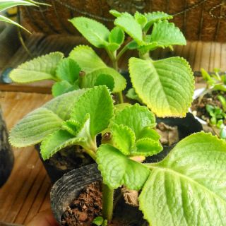 Cây húng chanh trị ho 8k/cây