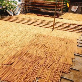 Đũa Gỗ Kim Giao núi đá