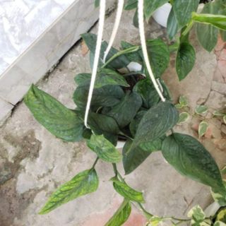 Trầu Bà Hạnh Phúc