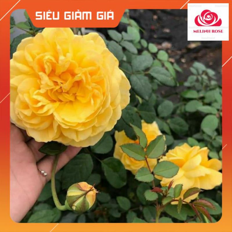 Hoa hồng Molineux rose màu vàng cam sang trọng- Vườn Hoa Melinhrose