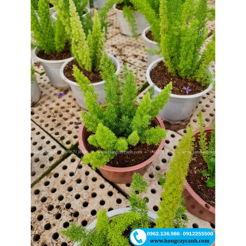 Cây Đuôi Chồn II Cây Phong Thủy Nội Thất, Văn Phòng