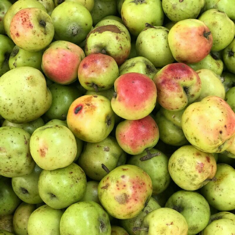 Sỉ giá gốc táo mèo tươi 1kg