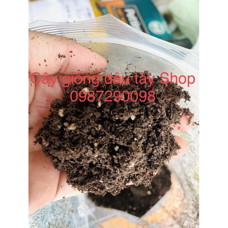 Đất sạch Potting Mix trồng HOA HỒNG,DÂU TÂY, RAU, CÂY CẢNH