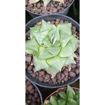 Haworthia 2 đầu