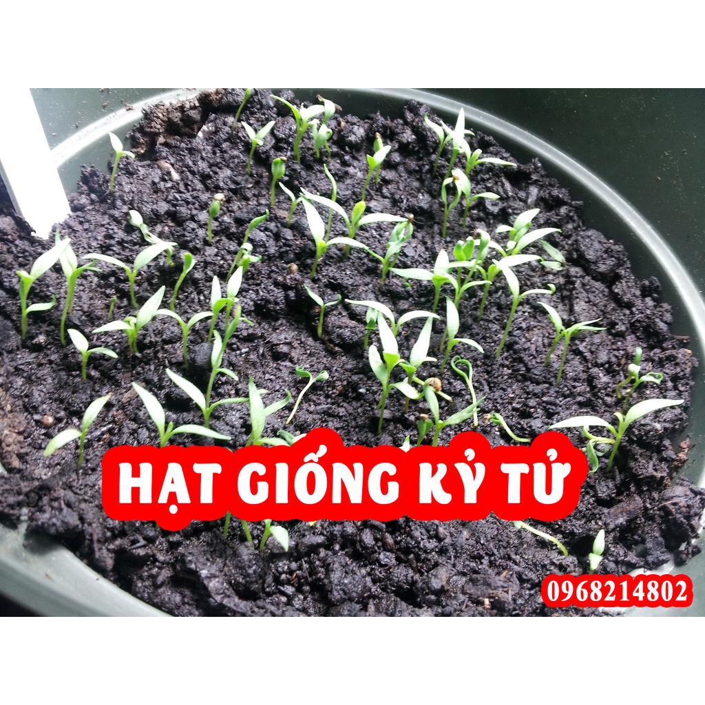 Hạt Giống Cây Câu Kỷ Tử Mọc Tỉ Lệ 99%
