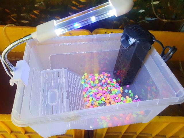 COMBO BỂ RÙA TRANG TRÍ SẴN 32X22X14CM 385K