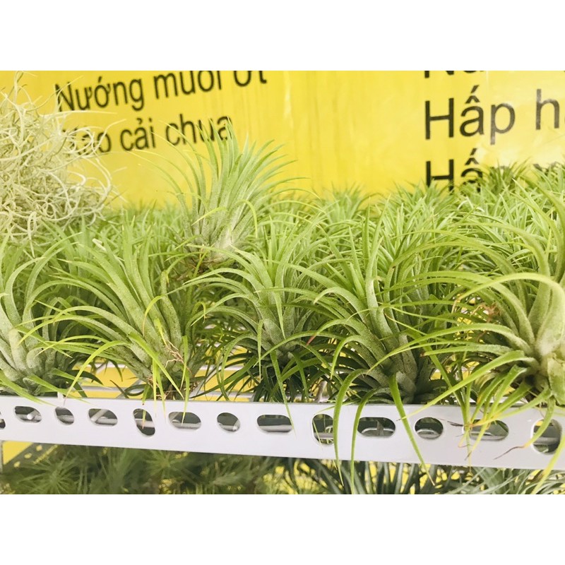 Cây không khí hồng anh khi ra hoa lá đỏ hoa tím cao từ 5-7cm có cây đang hoa