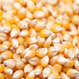 10kg ngô mỹ nổ bắp rang bơ