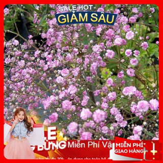 Hạt giống hoa baby hồng - 100 hạt / gói