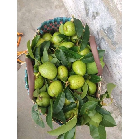 1kg Trái bình bát xanh