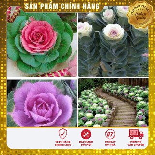 Hạt Giống Hoa Bắp Cải Cảnh - 20 hạt