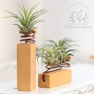 Combo 3 cây không khí kèm 2 giá gỗ tần bì lò xo