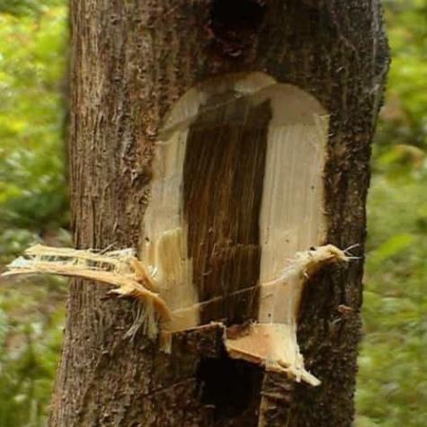 Cây trầm hương  gieo hạt mua 5 tặng 1 .