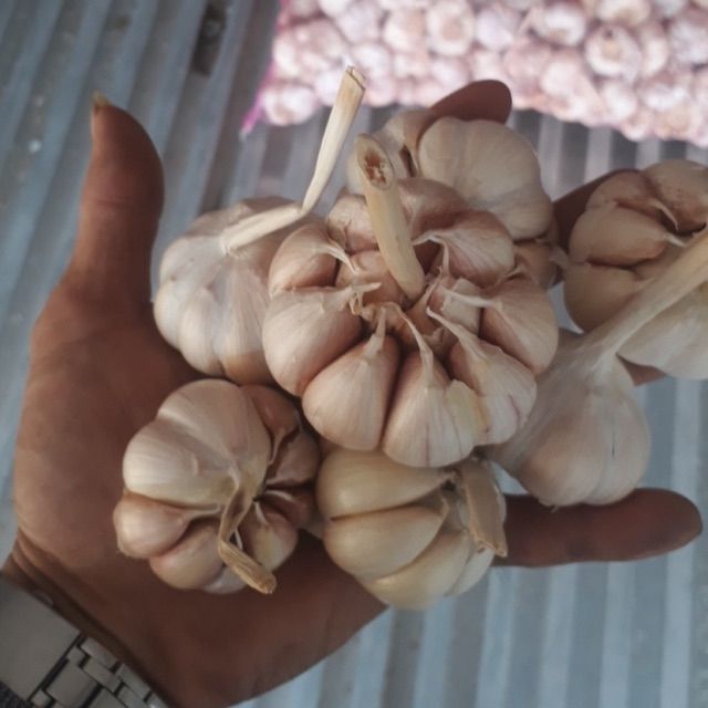 Tỏi bông sen
